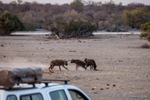 Hyenas fighting in dusty morning light, Etosha National Park Namibia