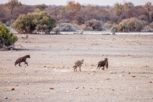 Hyenas in dusty morning light, Etosha National Park Namibia