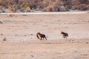 Hyenas in dusty morning light, Etosha National Park Namibia