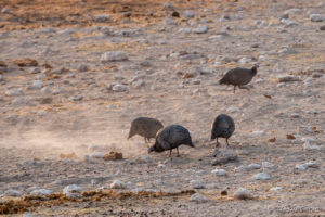 Helmeted Guineafowl, Etosha National Park Namibia