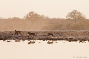 Lions in dusty morning light at a waterhole, Etosha National Park Namibia