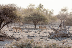 Lions in dusty morning light among thorn trees, Etosha National Park Namibia