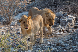 Two young male lions, Etosha National Park Namibia