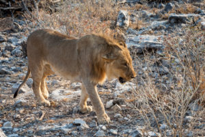 Young Male Lion, Etosha National Park Namibia