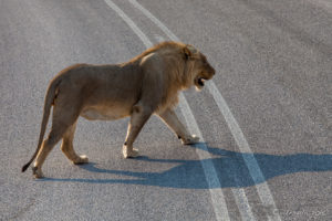 young male lion crossing a road , Etosha National Park Namibia