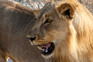 Portrait: Young Male Lion, Etosha National Park Namibia