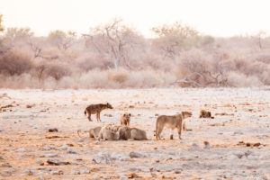 Lions and a hyenas in dusty morning light, Etosha National Park Namibia