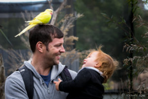 Man with a the Yellow Princess Parrot on his head and a Boy child, On the Perch Bird Park Tathra