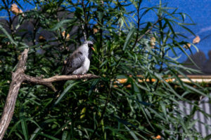 Namaqua Dove, African Savannah walk-in aviary, On the Perch Bird Park Tathra
