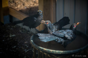 White-Winged Chough, Aussie Icons aviary, On the Perch Bird Park Tathra