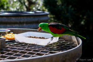 Red-winged parrot feeding, Inland Australia walk-in aviary, On the Perch Bird Park Tathra