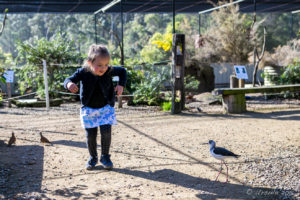 Young girl and a black-winged stilt, Inland Australia walk-in aviary, On the Perch Bird Park Tathra