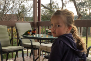 Young child and two rainbow lorikeets, Eden NSW AU