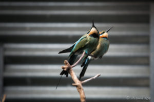 Rainbow Bee-Eaters, Cape York exhibit, On the Perch Bird Park Tathra