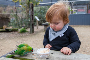 Toddler boy and two Purple-crowned Lorikeets, Inland Australia walk-in aviary, On the Perch Bird Park Tathra