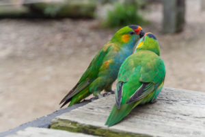 Two Purple-crowned lorikeets, Inland Australia walk-in aviary, On the Perch Bird Park Tathra