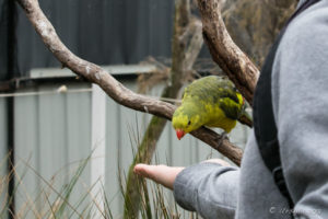Man's hand feeding a regent parrot, Inland Australia walk-in aviary, On the Perch Bird Park Tathra
