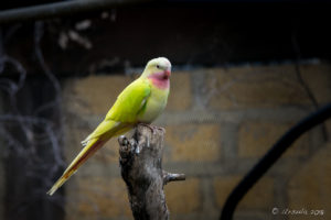 Yellow princess parrot, Inland Australia walk-in aviary, On the Perch Bird Park Tathra