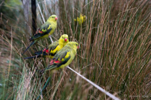 Three regent parrots, Inland Australia walk-in aviary, On the Perch Bird Park Tathra