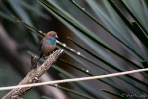 Cordon Bleu Finch, African Savannah walk-in aviary, On the Perch Bird Park Tathra