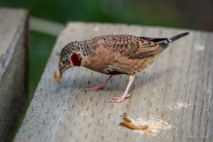 Cut-Throat Finch, African Savannah walk-in aviary, On the Perch Bird Park Tathra