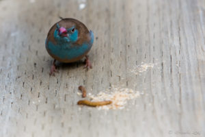 Cordon Bleu Finch, African Savannah walk-in aviary, On the Perch Bird Park Tathra