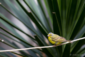 Yellow Canary, African Savannah walk-in aviary, On the Perch Bird Park Tathra