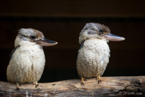 Laughing Kookaburras, Aussie Icons aviary, On the Perch Bird Park Tathra