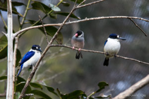 Forest Kingfishers and a Finch, Asia-Pacific walk-in aviary, On the Perch Bird Park Tathra