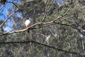 Forest Kingfisher, Asia-Pacific walk-in aviary, On the Perch Bird Park Tathra