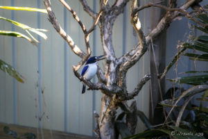 Forest Kingfisher, Asia-Pacific walk-in aviary, On the Perch Bird Park Tathra