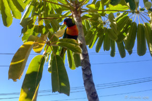 rainbow lorikeet in an umbrella tree, Eden NSW AU