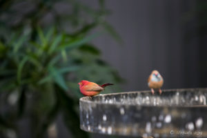 Red-billed firefinch, African Savannah walk-in aviary, On the Perch Bird Park Tathra