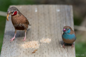 Cut-Throat and Cordon Bleu Finches, African Savannah walk-in aviary, On the Perch Bird Park Tathra