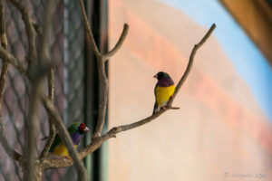 Gouldian Finches, Cape York exhibit, On the Perch Bird Park Tathra
