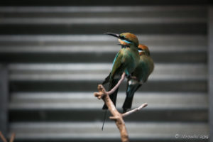 Rainbow Bee-Eaters, Cape York exhibit, On the Perch Bird Park Tathra
