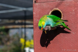 Purple-crowned lorikeet, Inland Australia walk-in aviary, On the Perch Bird Park Tathra