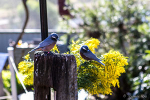White-Browed Woodswallows, Inland Australia walk-in aviary, On the Perch Bird Park Tathra
