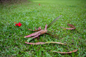 Long leaves on grass, Kaningara, Middle Sepik, Papua New Guinea PNG