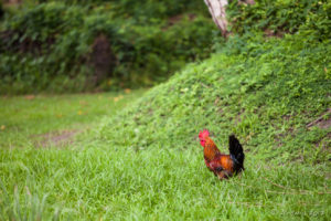 Chicken in the Grass, Kaningara, Middle Sepik, PNG