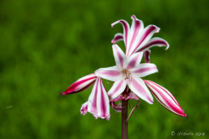 Red and white lilies, Kaningara, Middle Sepik, PNG