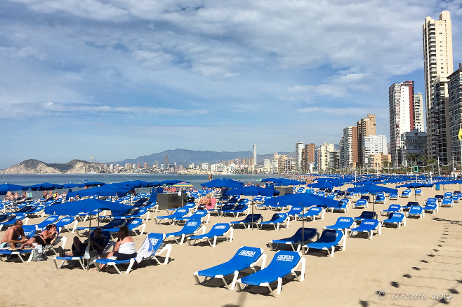 Blue beach lounge chairs, Benidorm Spain