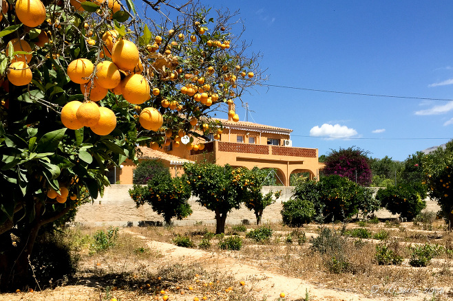 Fruit-laden orange trees in front of an expansive home, Albir, Spain 