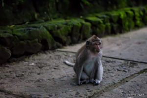 Balinese Long-Tailed Macaque, Sacred Monkey Forest Sanctuary, Ubud