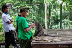 Keeper checking a macaque, Sacred Monkey Forest Sanctuary, Ubud