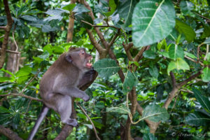 Macaque baring its teeth, Sacred Monkey Forest Sanctuary, Ubud