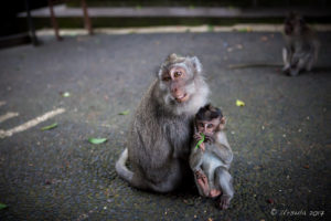 Mother and baby Balinese Long-Tailed Macaque, Sacred Monkey Forest Sanctuary, Ubud