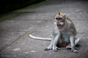 Male Balinese Long-Tailed Macaque , Sacred Monkey Forest Sanctuary, Ubud