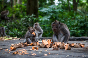 Macaques eating Sweet Potatoes, Sacred Monkey Forest Sanctuary, Ubud