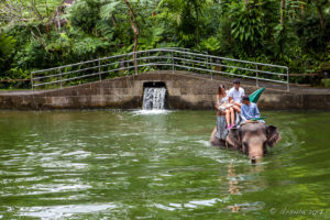 Elephant Riders in the Elephant Safari Park Lodge Bali
